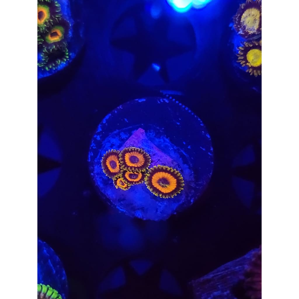 Jungle Juice Zoanthid Frag WYSIWYG!