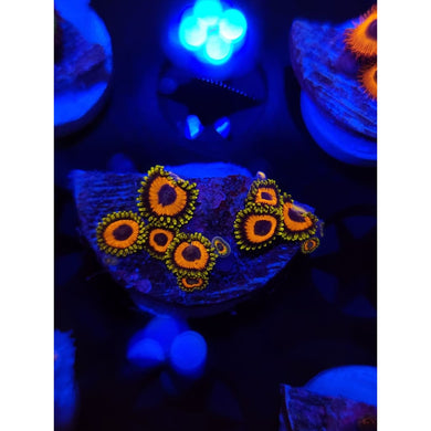 Jungle Juice Zoanthid Frag WYSIWYG!