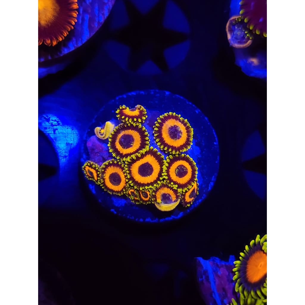Jungle Juice Zoanthid Frag WYSIWYG!