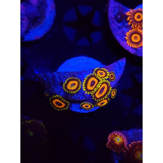 Jungle Juice Zoanthid Frag WYSIWYG!