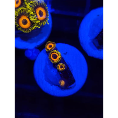 Jungle Juice Zoanthid Frag WYSIWYG!