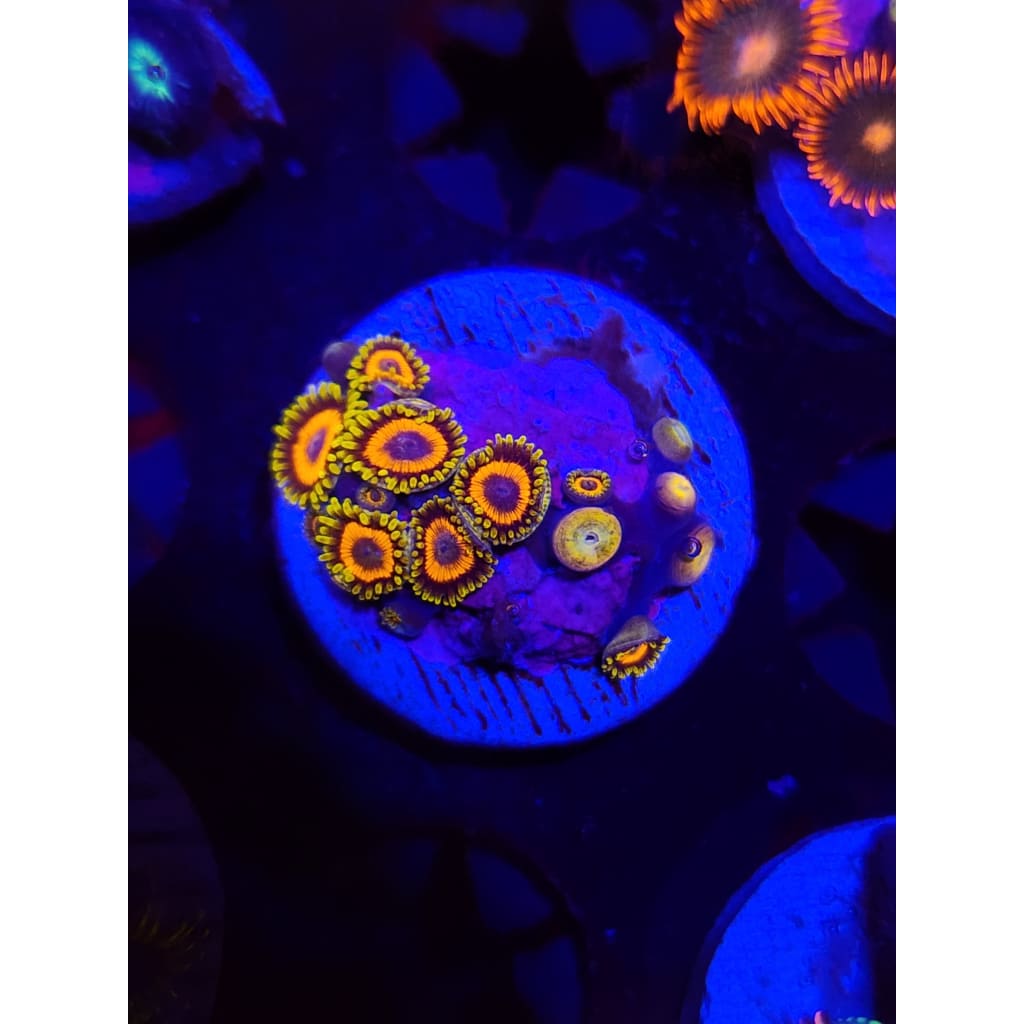 Jungle Juice Zoanthid Frag WYSIWYG!