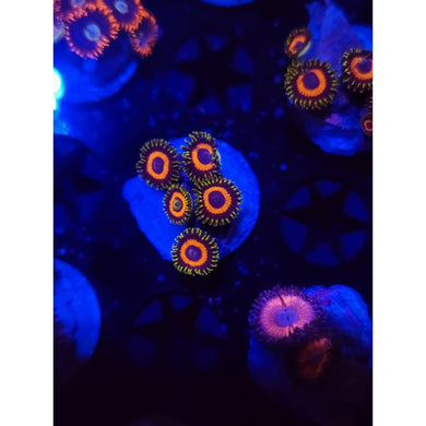 Jungle Juice Zoanthid Frag WYSIWYG!