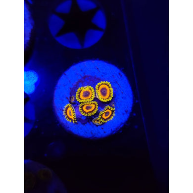 Jungle Juice Zoanthid Frag WYSIWYG!