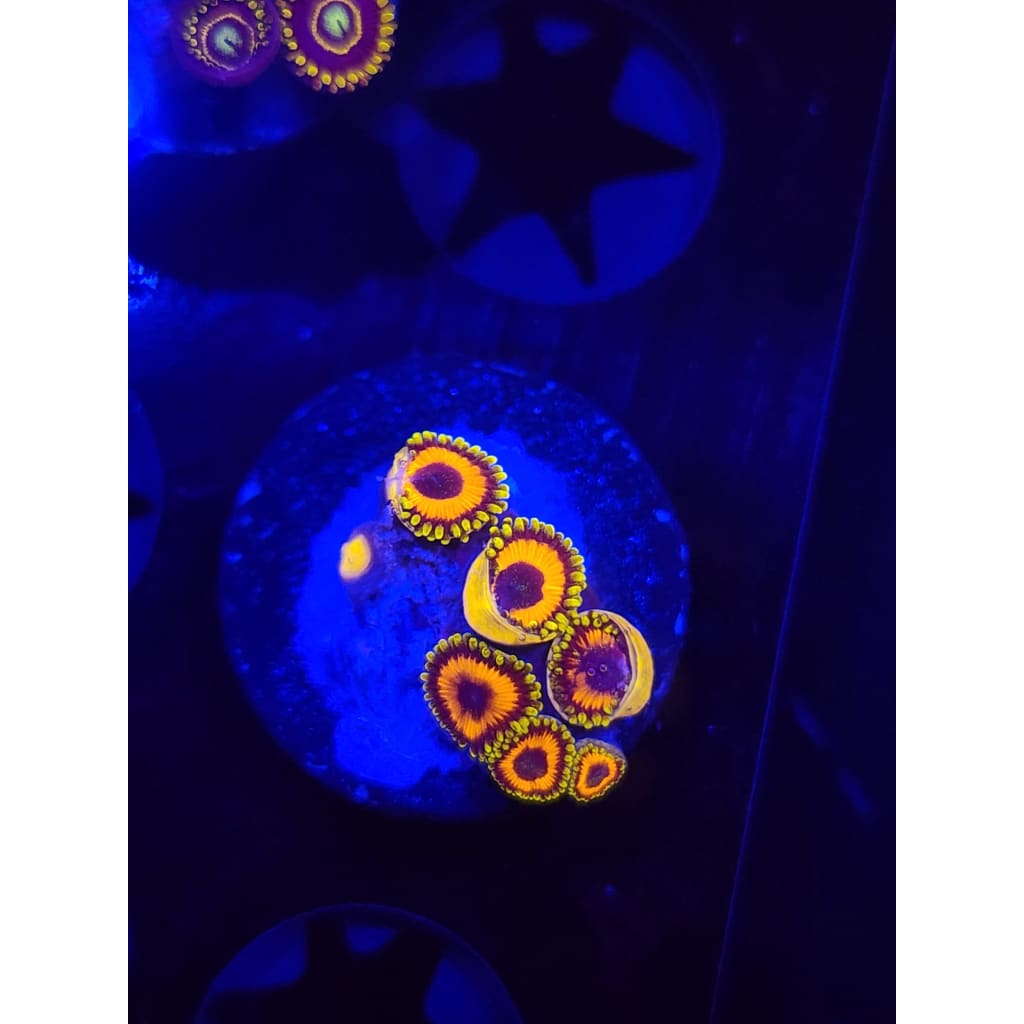 Jungle Juice Zoanthid Frag WYSIWYG!