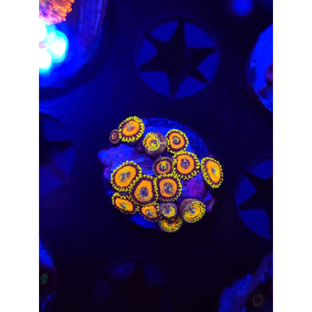 Jungle Juice Zoanthid Frag WYSIWYG!