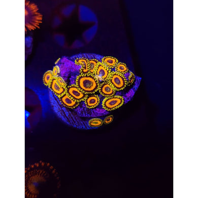 Jungle Juice Zoanthid Frag WYSIWYG!
