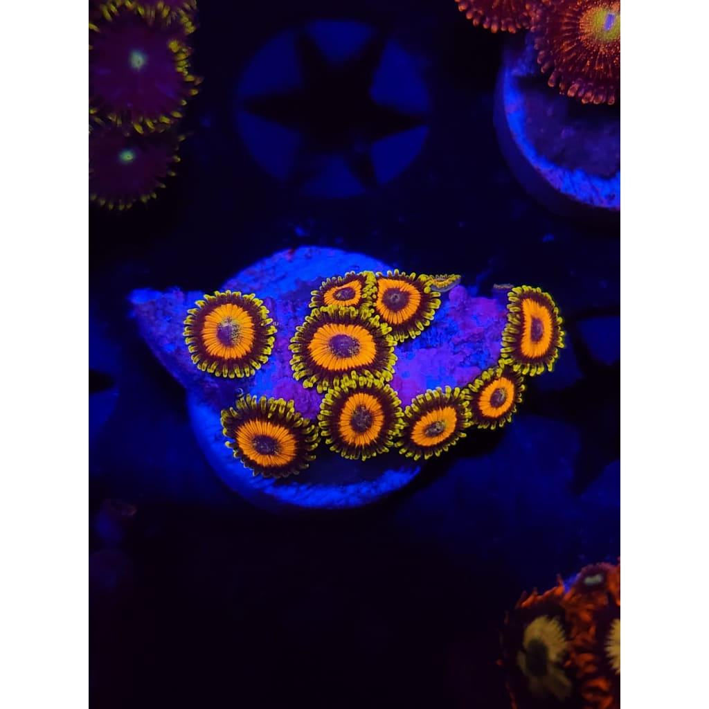 Jungle Juice Zoanthid Frag WYSIWYG!