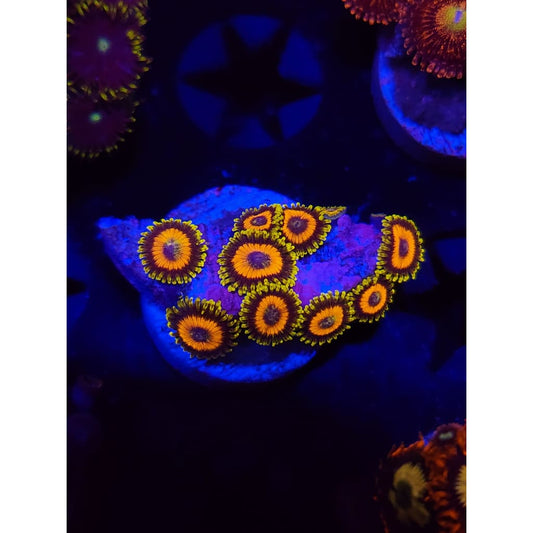 Jungle Juice Zoanthid Frag WYSIWYG!