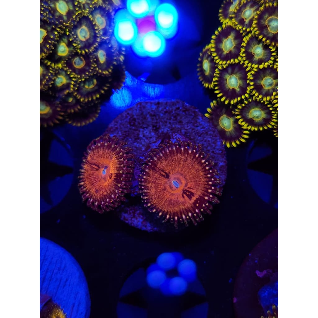 Kamikazi Kush Zoanthid Frag WYSIWYG!