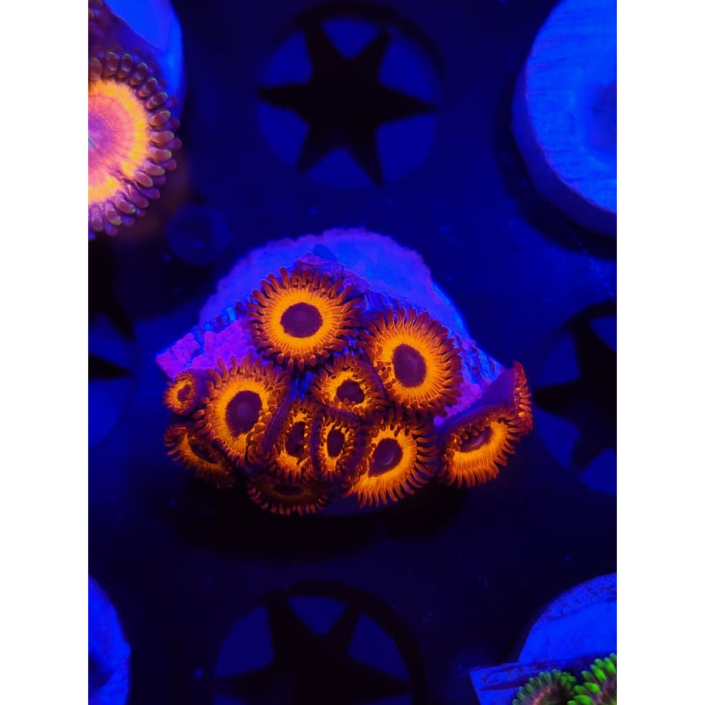 Kedd Redd Zoanthid Frag WYSIWYG!