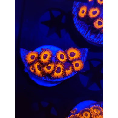 Kedd Redd Zoanthid Frag WYSIWYG!