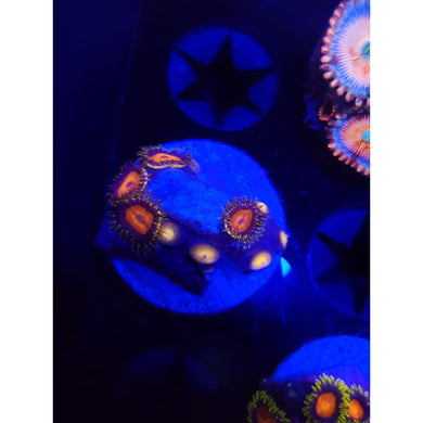 Kedd Redd Zoanthid Frag WYSIWYG!