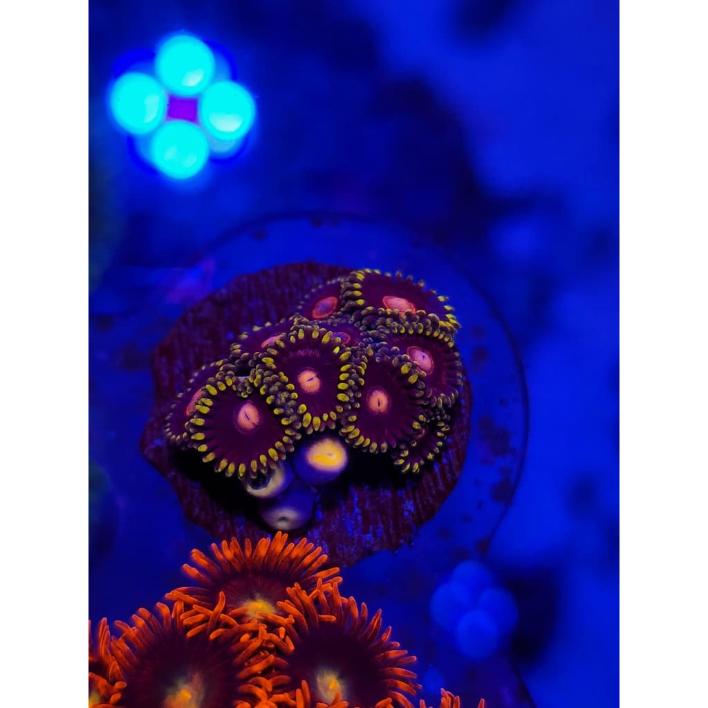 King Jawbreaker Hornet Zoanthid Frag WYSIWYG!