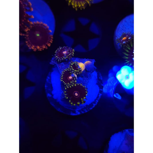 King Jawbreaker Hornet Zoanthid Frag WYSIWYG!