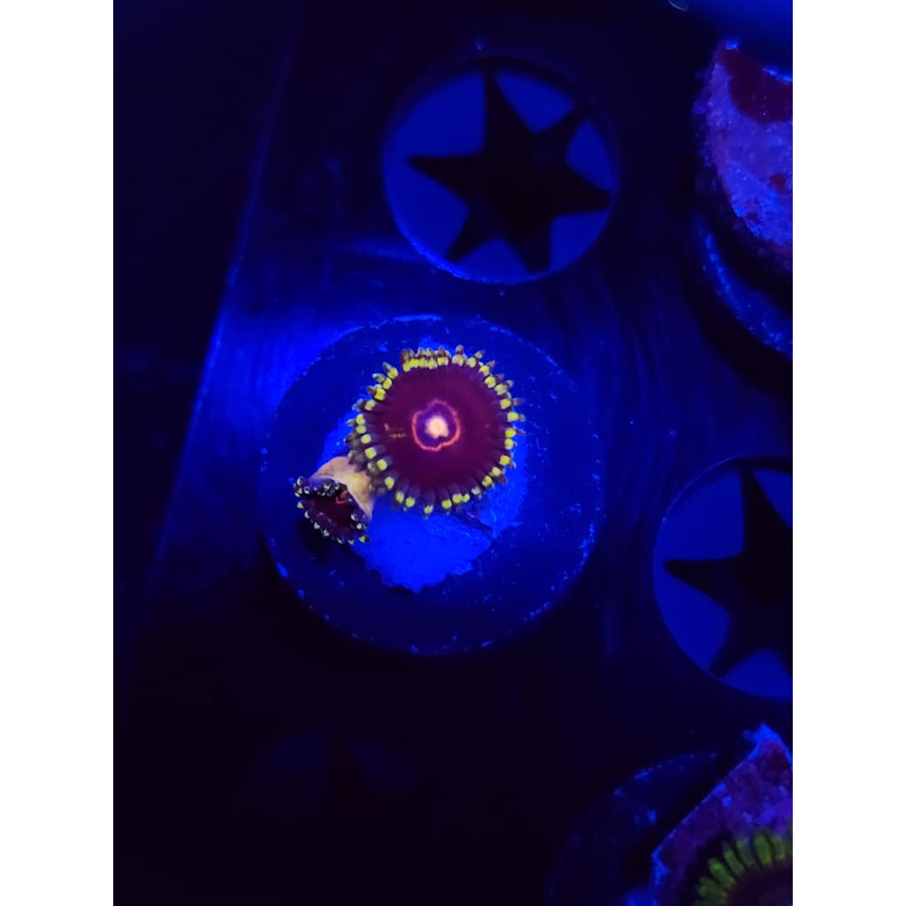 King Jawbreaker Hornet Zoanthid Frag WYSIWYG!