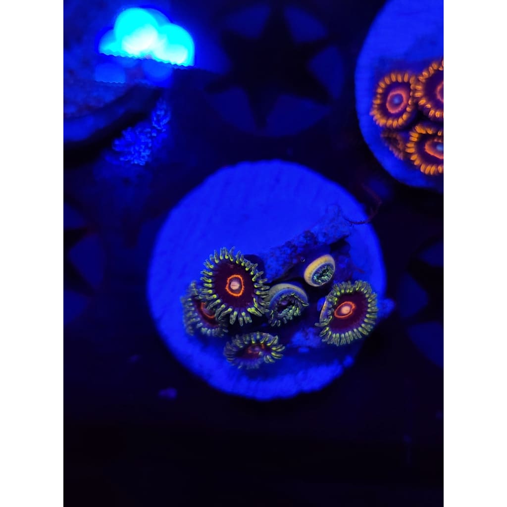 King Jawbreaker Hornet Zoanthid Frag WYSIWYG!