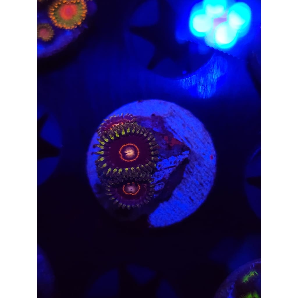 King Jawbreaker Hornet Zoanthid Frag WYSIWYG!