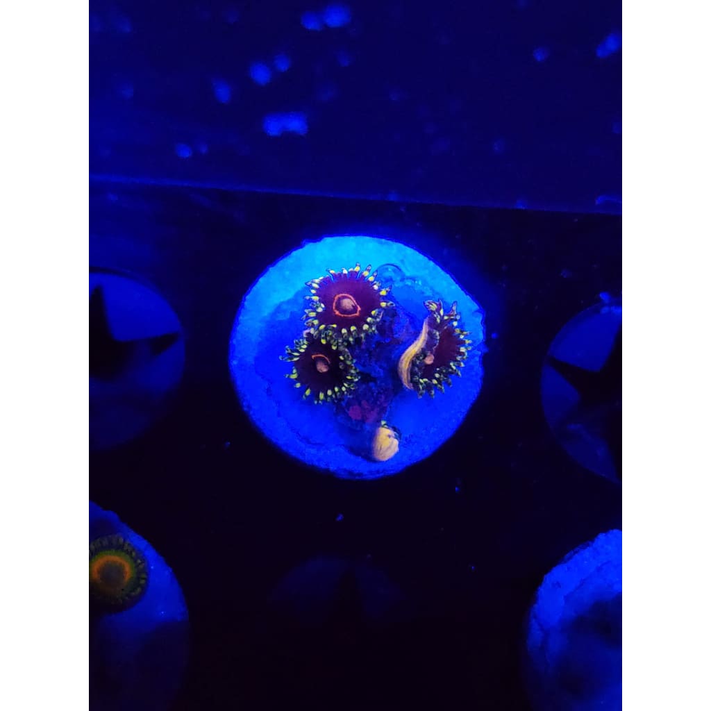 King Jawbreaker Hornet Zoanthid Frag WYSIWYG!