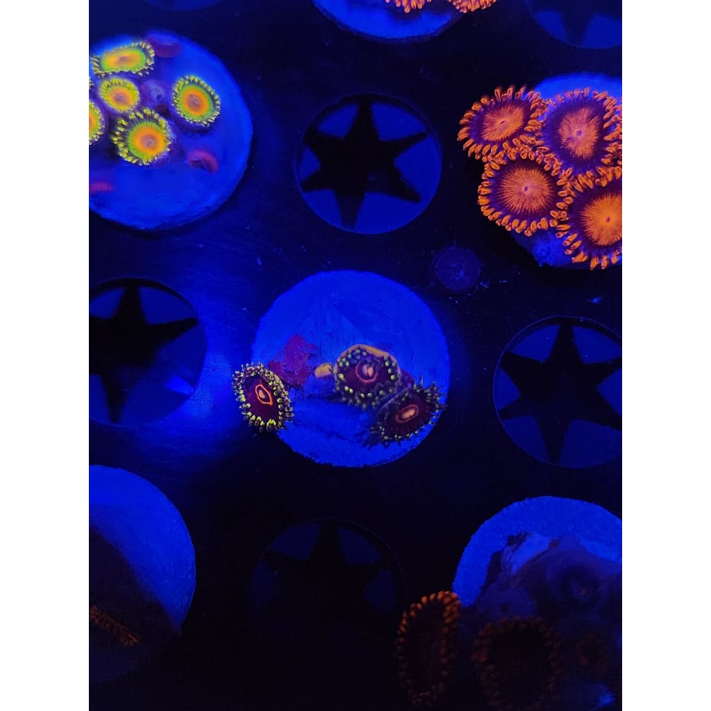 King Jawbreaker Hornet Zoanthid Frag WYSIWYG!