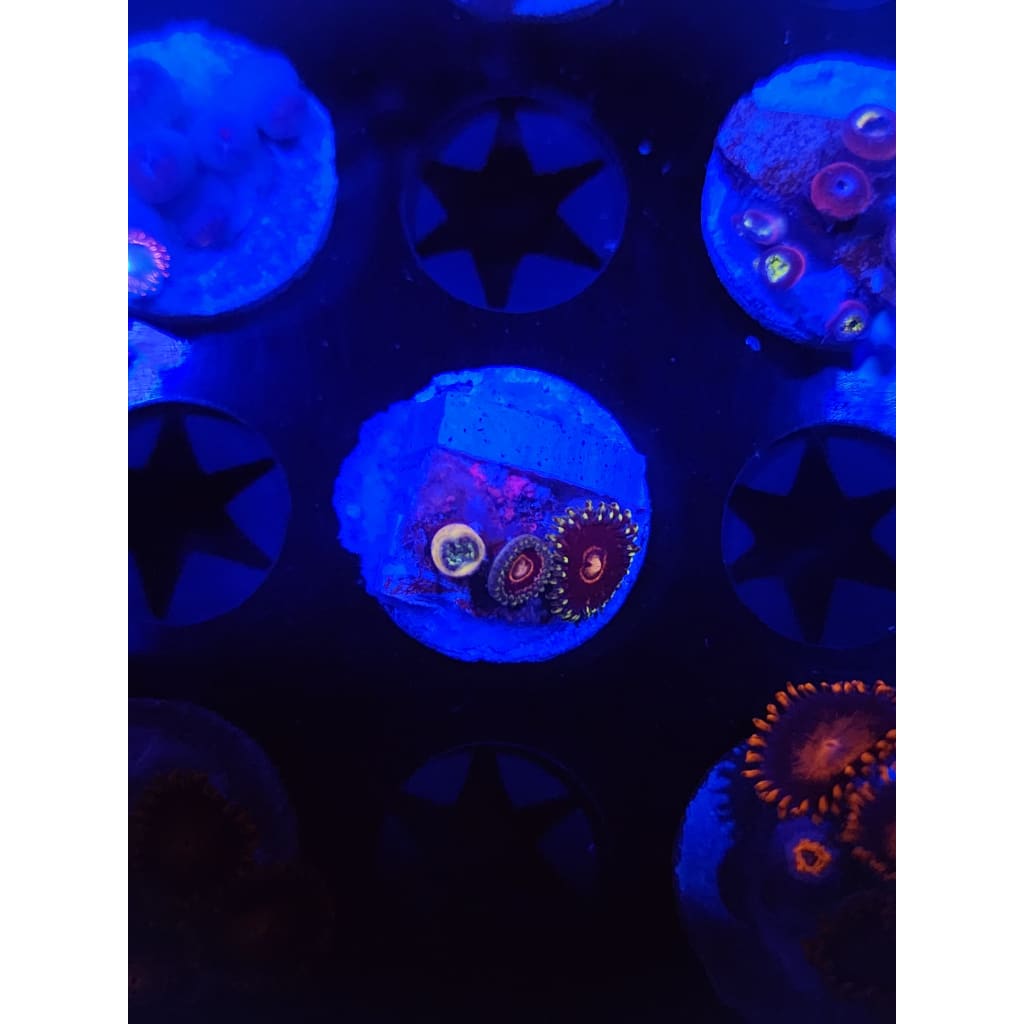 King Jawbreaker Hornet Zoanthid Frag WYSIWYG!