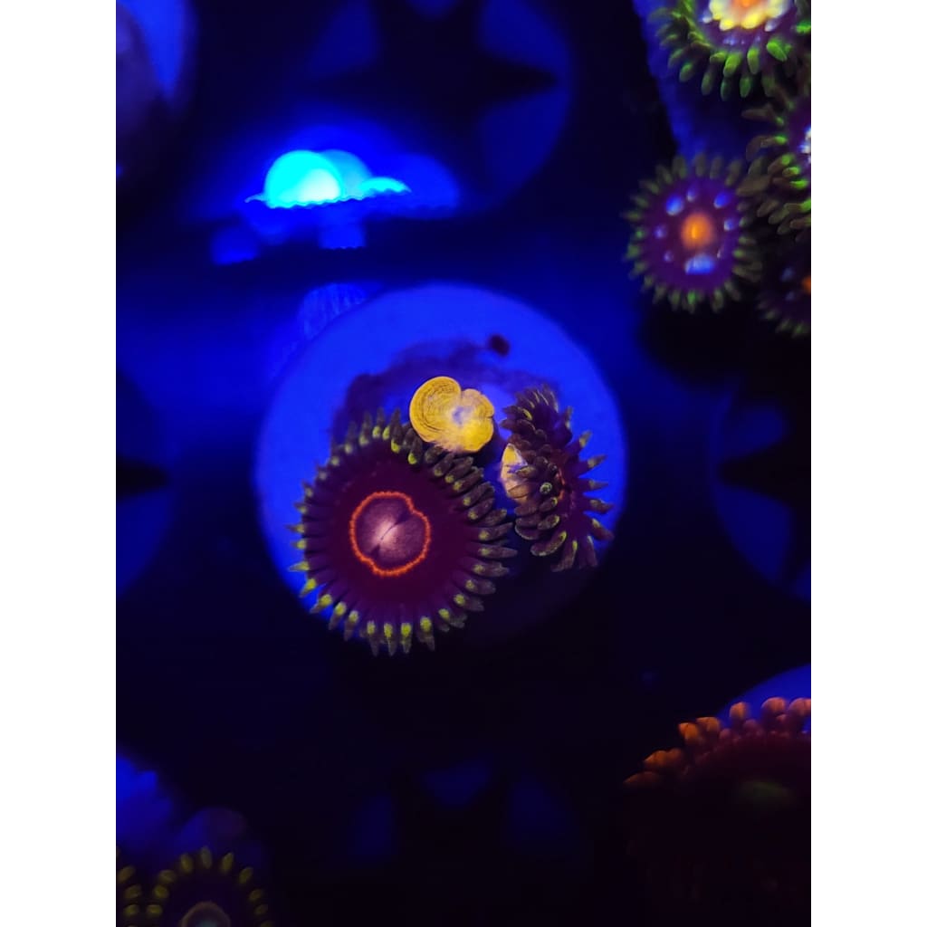 King Jawbreaker Hornet Zoanthid Frag WYSIWYG!