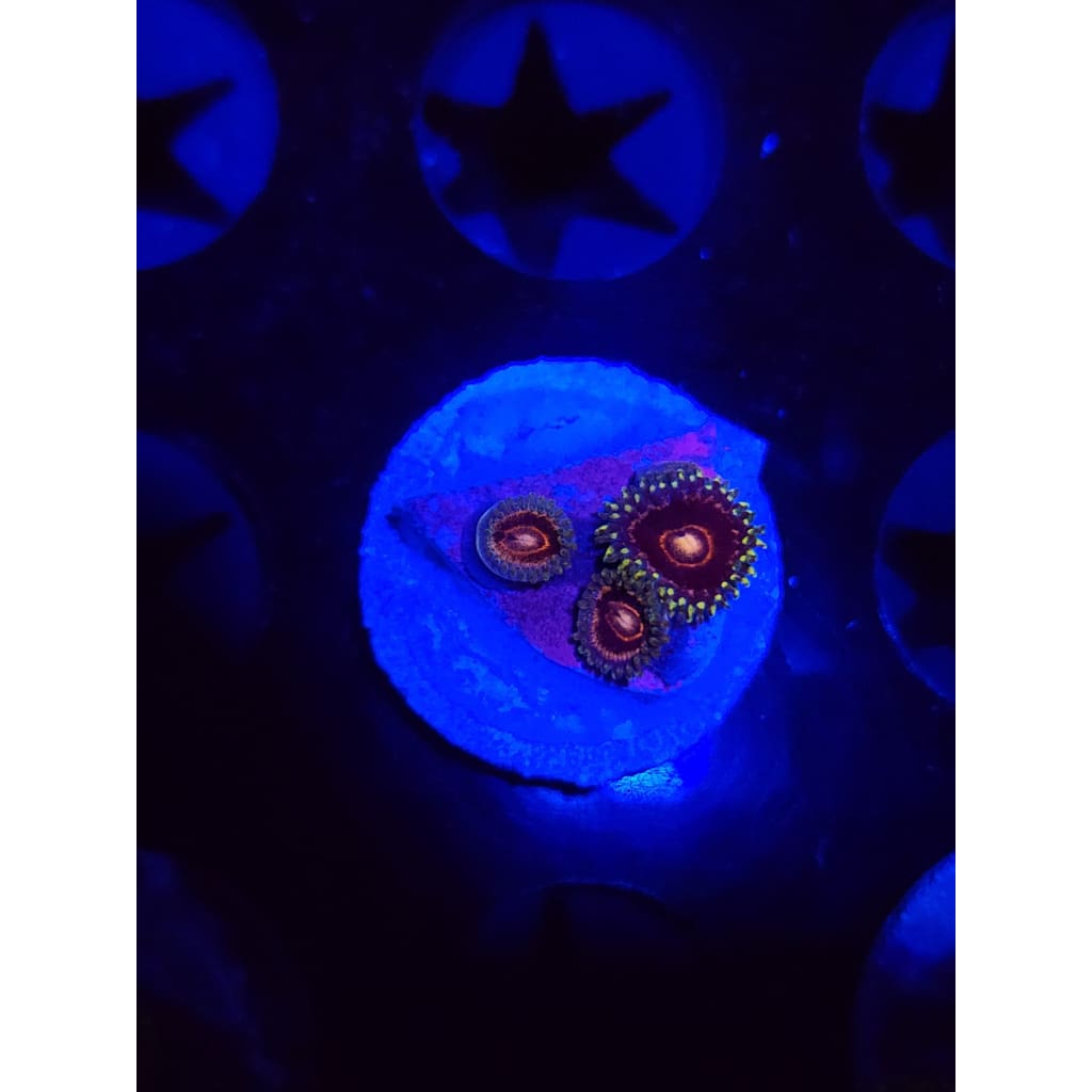 King Jawbreaker Hornets Zoanthid Frag WYSIWYG!