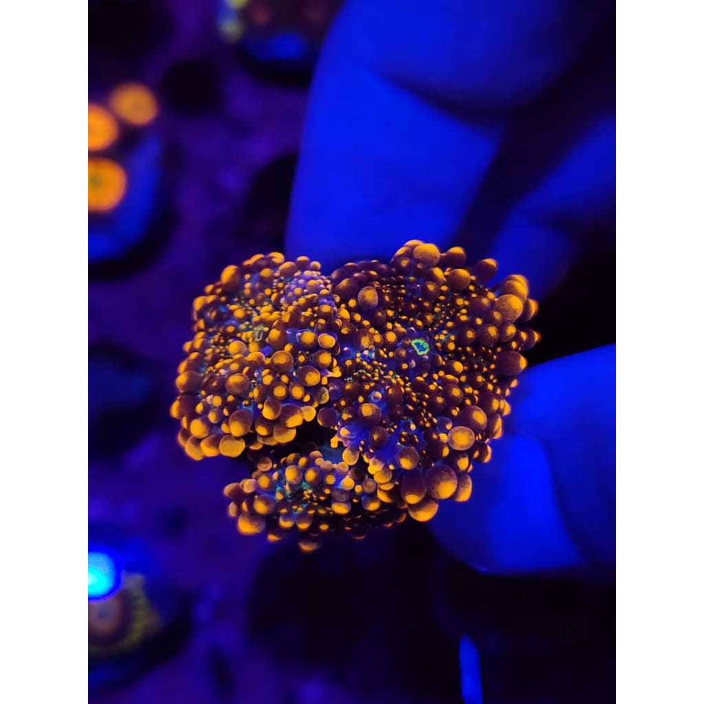 King Kong Bounce Mushroom Colony WYSIWYG!