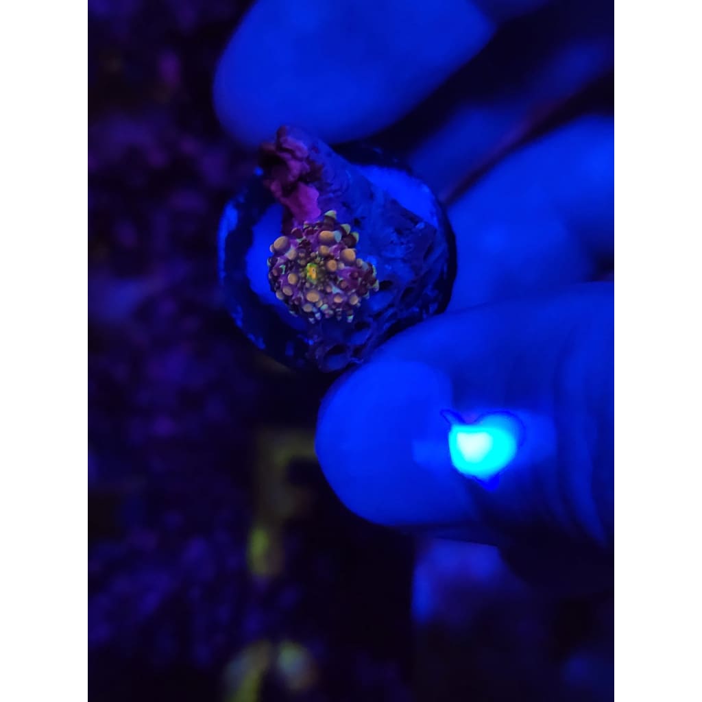 King Kong Bounce Mushroom WYSIWYG!