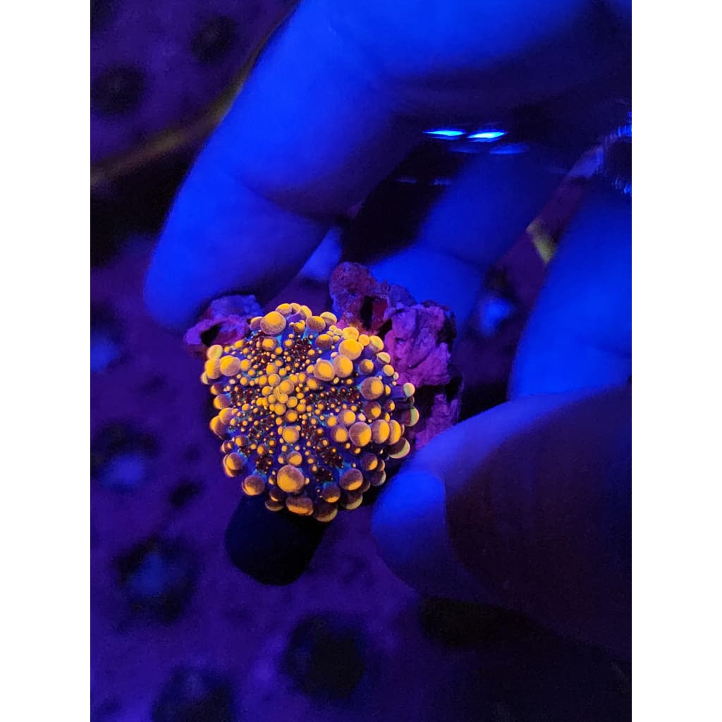 King Kong Bounce Mushroom WYSIWYG!