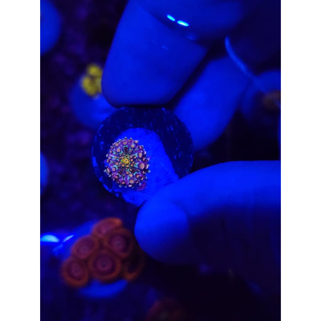 King Kong Bounce Mushroom WYSIWYG!