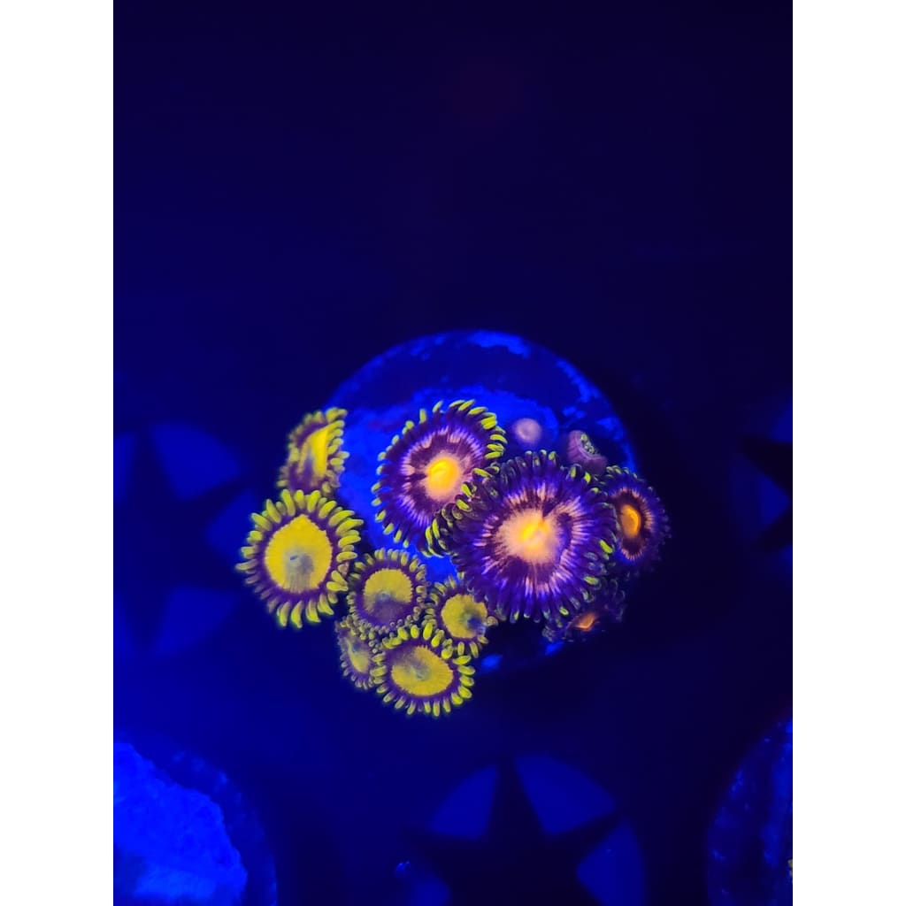 King Midas Combo Zoanthid Frag WYSIWYG!
