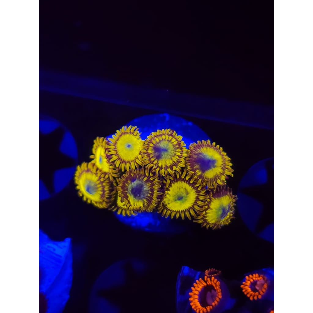 King Midas Morph Zoanthid Frag WYSIWYG!
