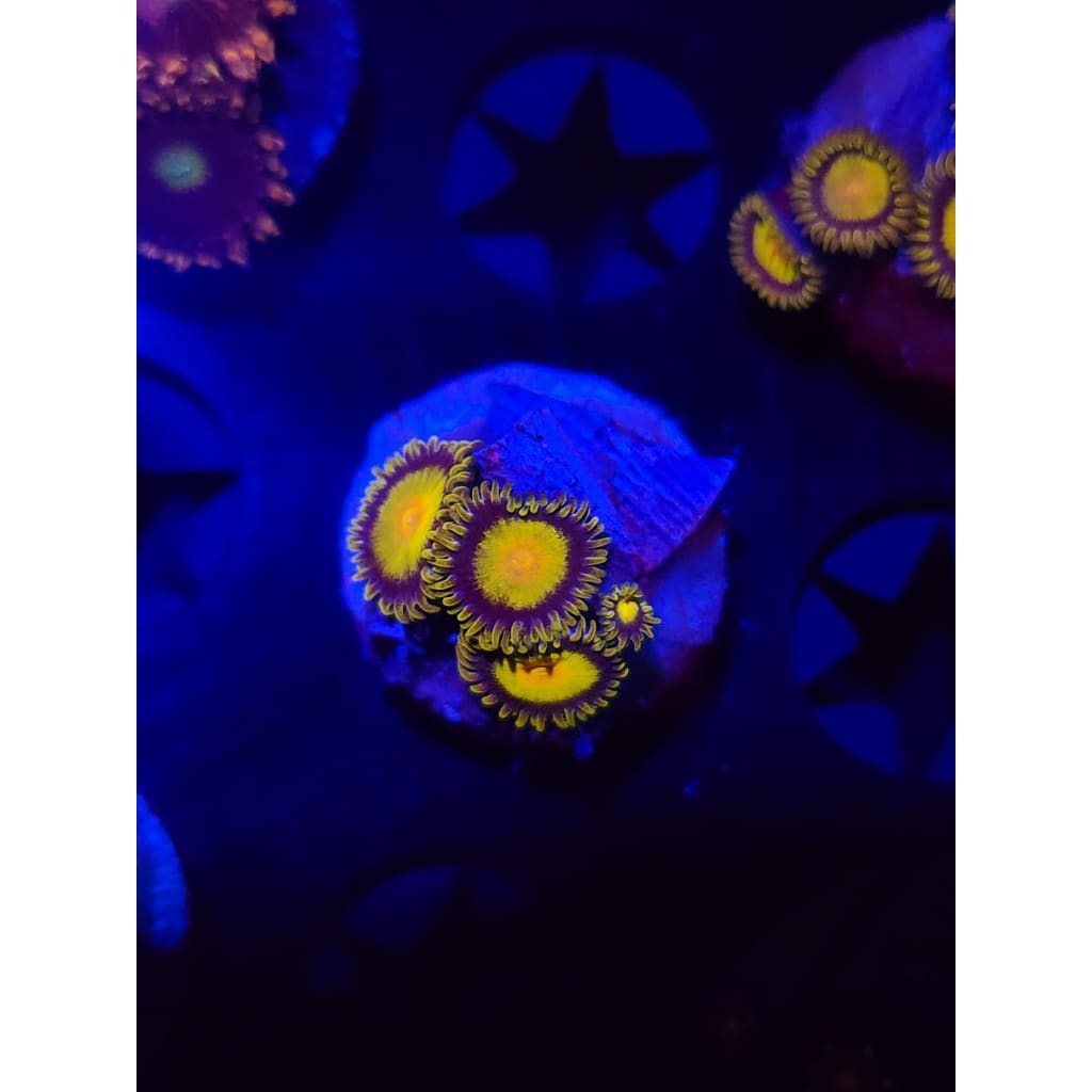 King Midas Zoanthid Frag WYSIWYG!