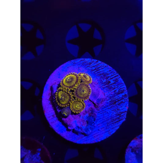 King Midas Zoanthid Frag WYSIWYG!