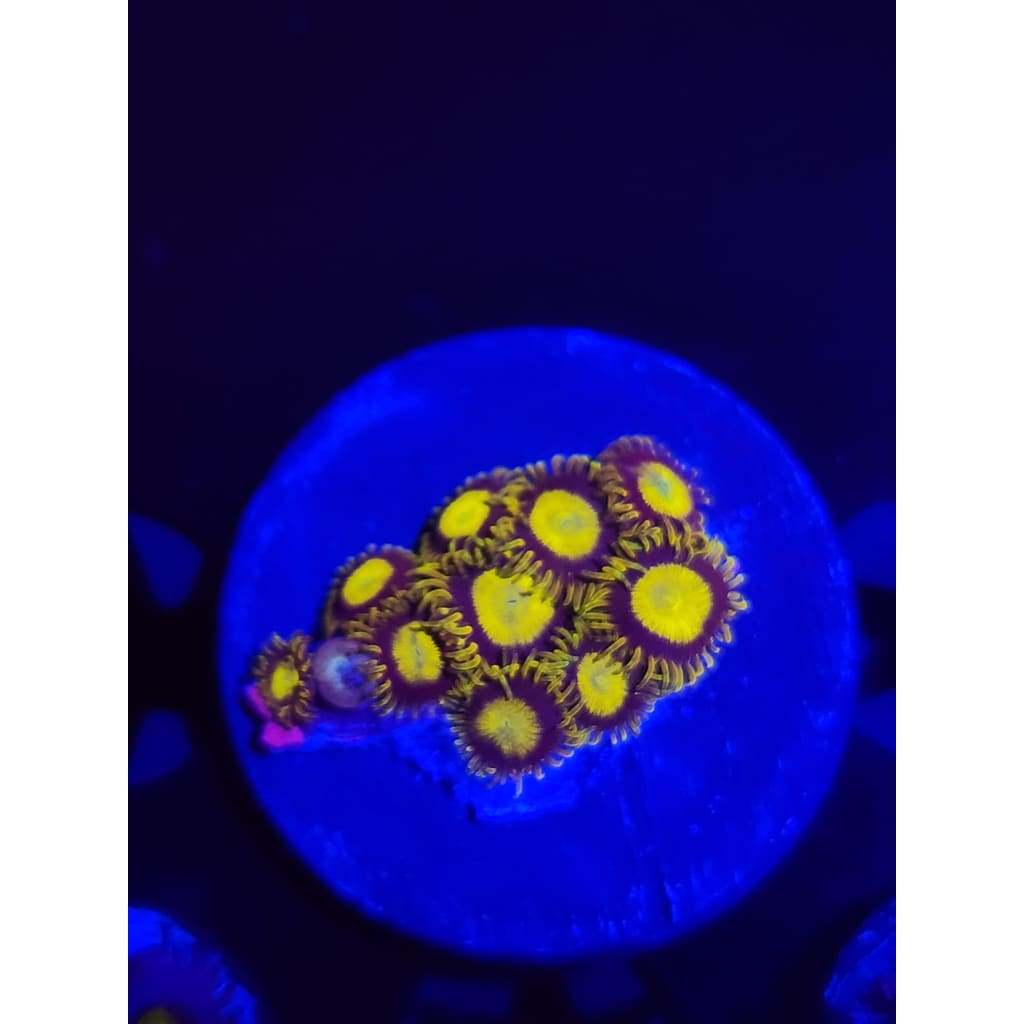 King Midas Zoanthid Frag WYSIWYG!