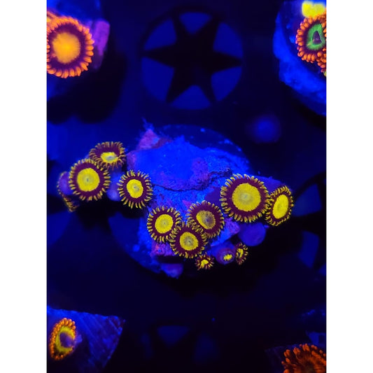 King Midas Zoanthid Frag WYSIWYG!
