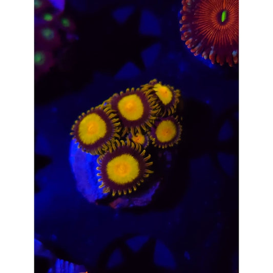 King Midas Zoanthid Frag WYSIWYG!