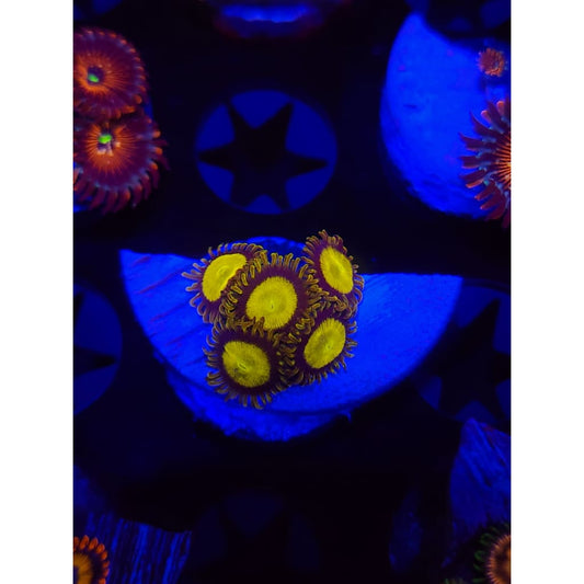King Midas Zoanthid Frag WYSIWYG!