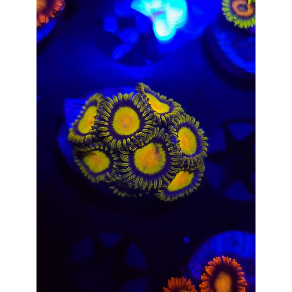 King Midas Zoanthid Frag WYSIWYG!