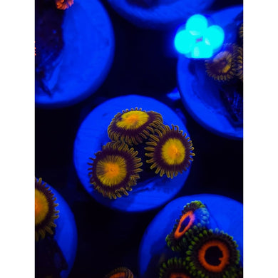 King Midas Zoanthid Frag WYSIWYG!