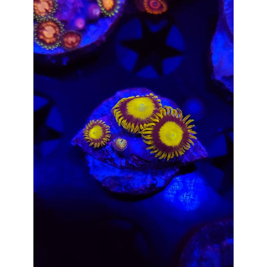 King Midas Zoanthid Frag WYSIWYG!