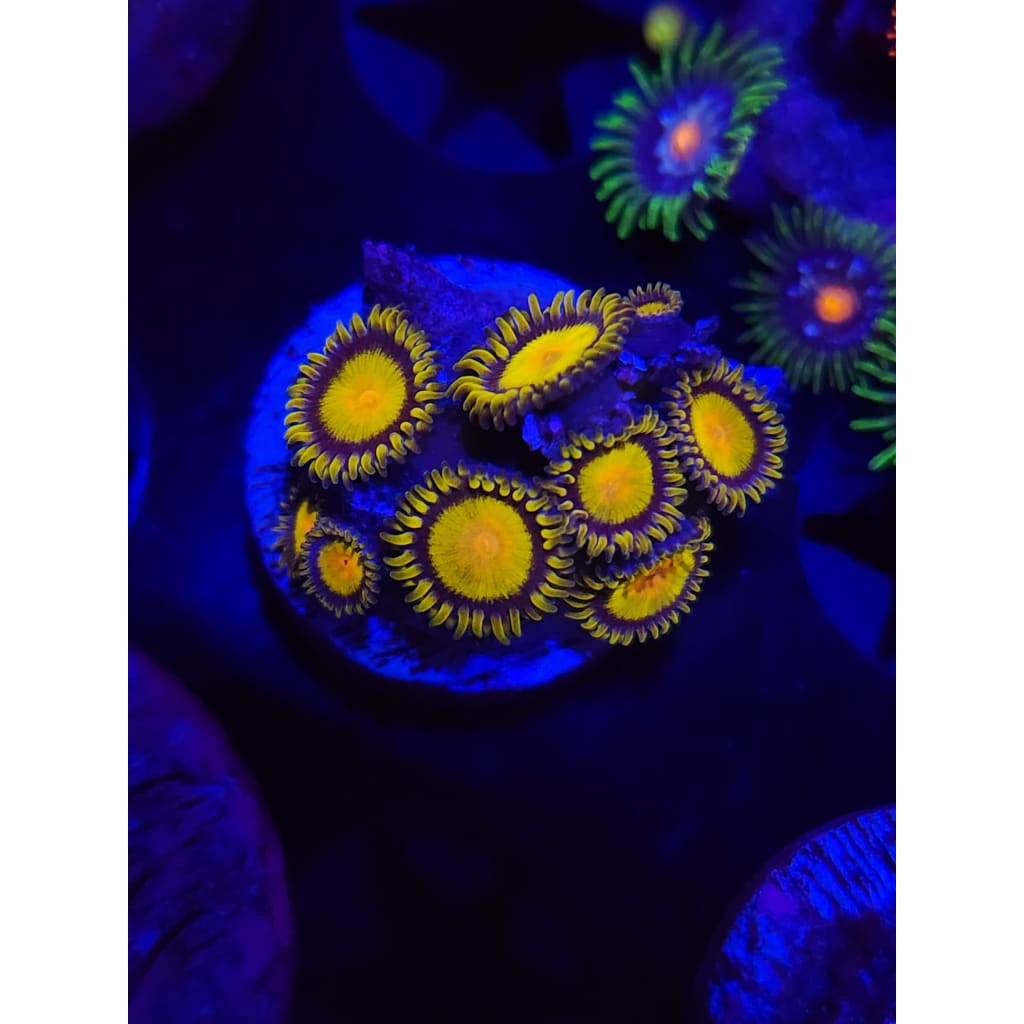 King Midas Zoanthid Frag WYSIWYG!