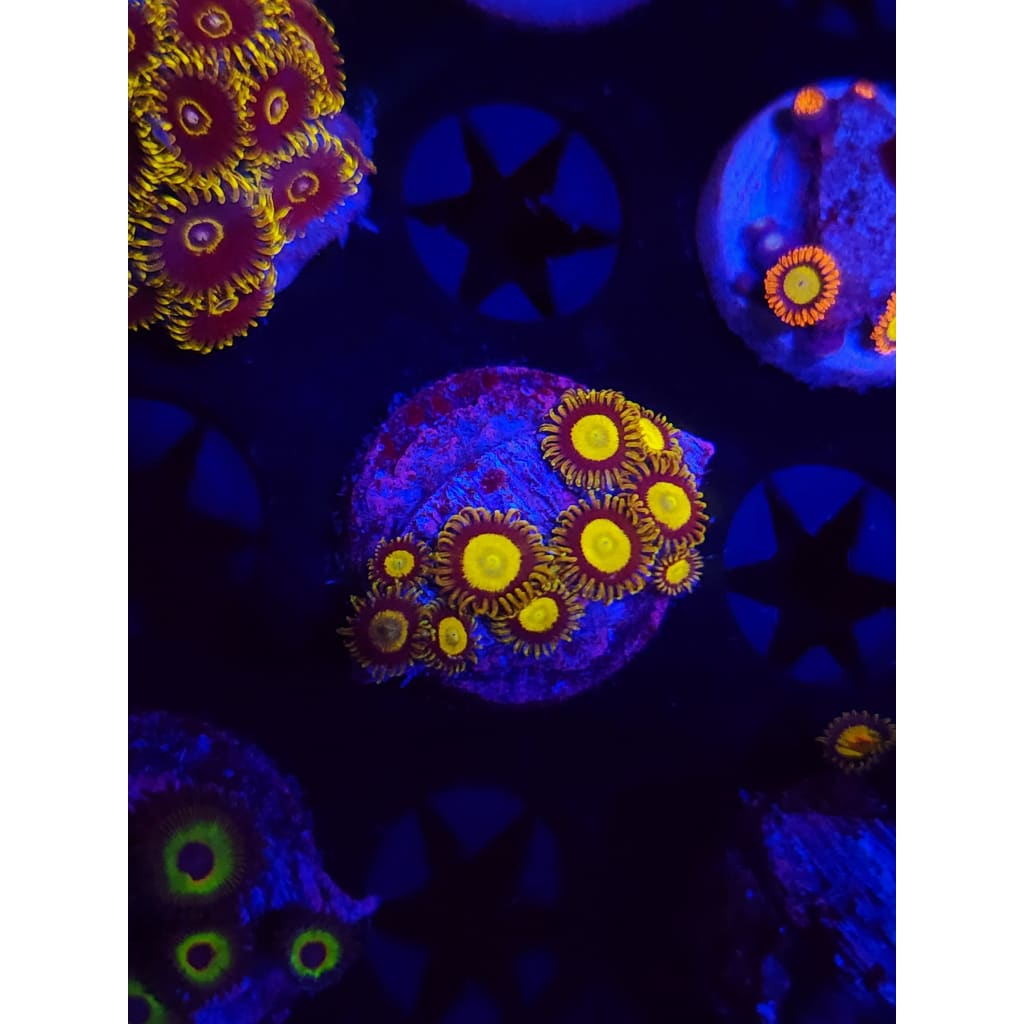 King Midas Zoanthid Frag WYSIWYG!
