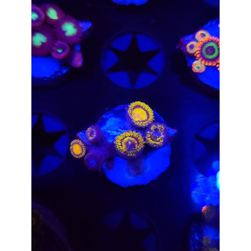 King Midas Zoanthid Frag WYSIWYG!
