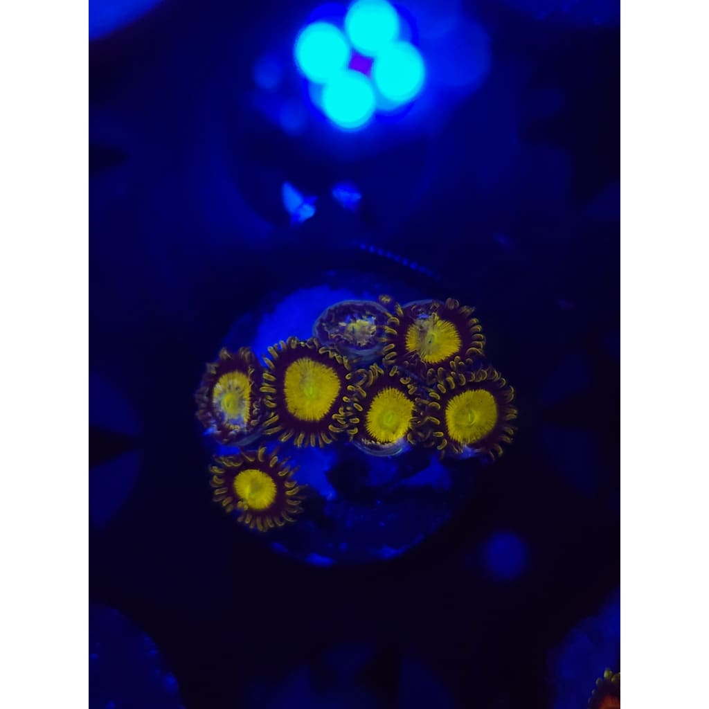 King Midas Zoanthid Frag WYSIWYG!