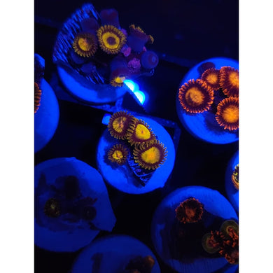 King Midas Zoanthid Frag WYSIWYG!