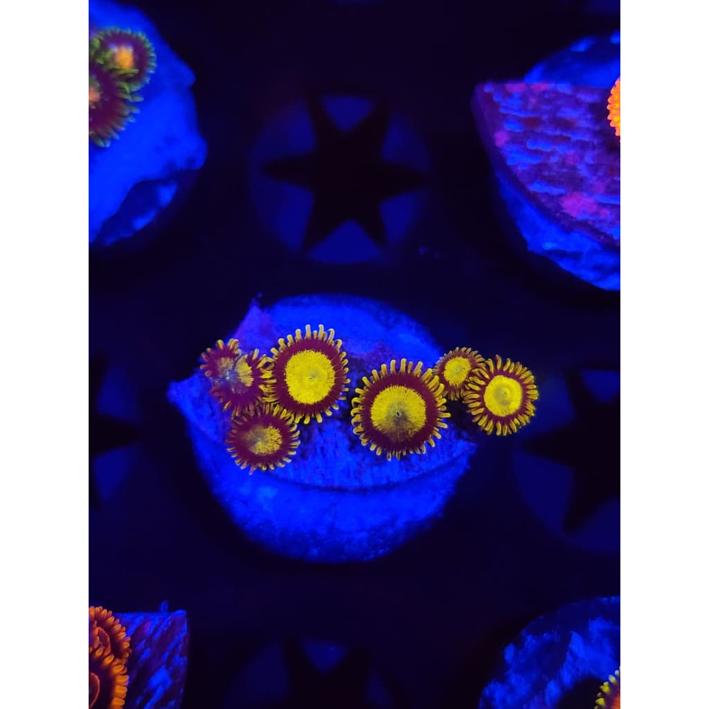 King Midas Zoanthid Frag WYSIWYG!