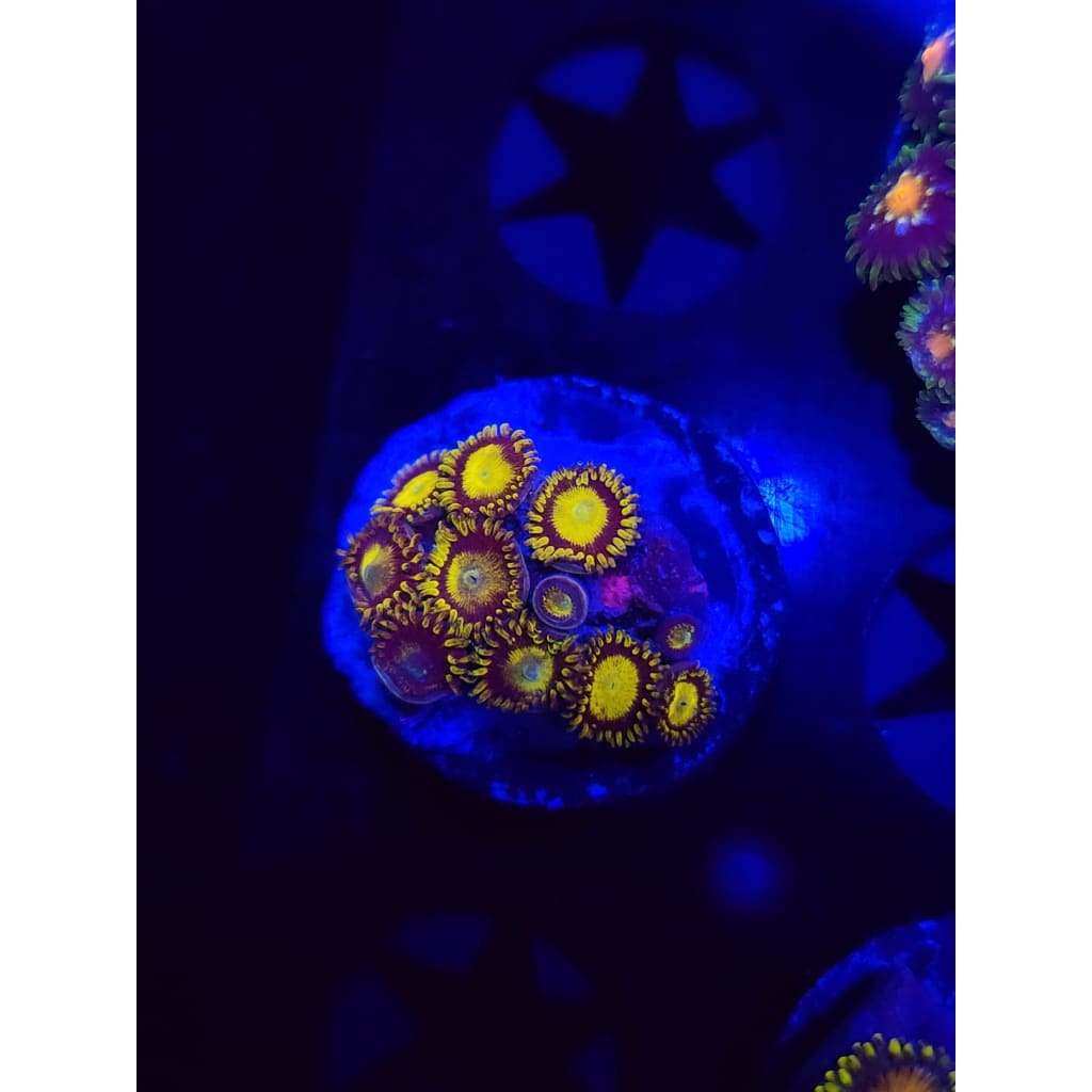 King Midas Zoanthid Frag WYSIWYG!