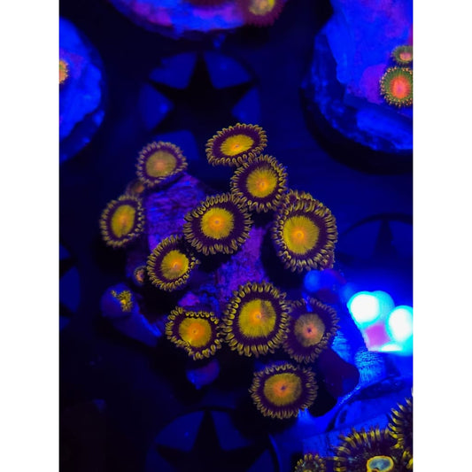 King Midas Zoanthid Frag WYSIWYG!